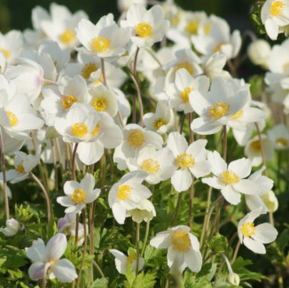 Anemone sylvestris #1