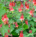 Aquilegia canadensis 1 qt