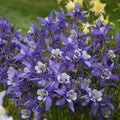 Aquilegia Kirigami Deep Blue & White 1 qt
