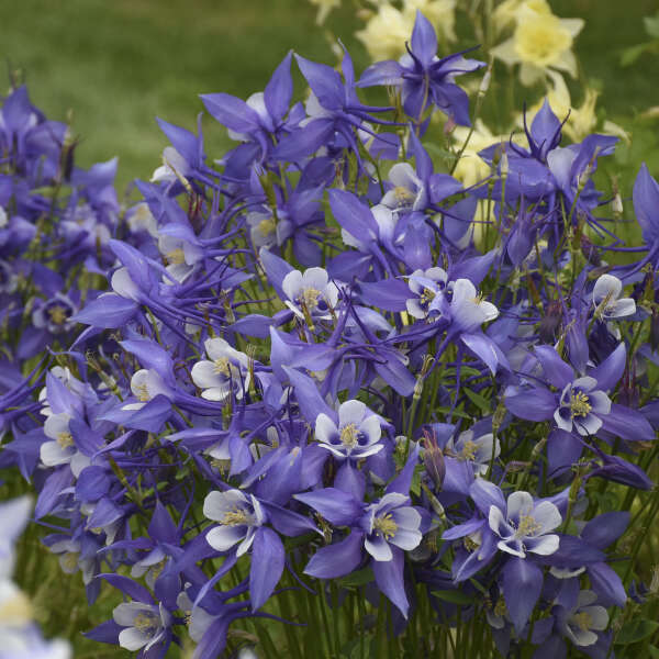 Aquilegia Kirigami Deep Blue & White 1 qt