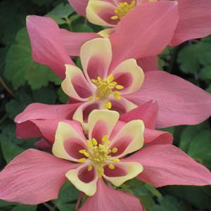 Aquilegia Spring Magic Rose & Ivory 1 qt