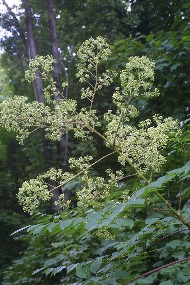 Aralia spinosa #3