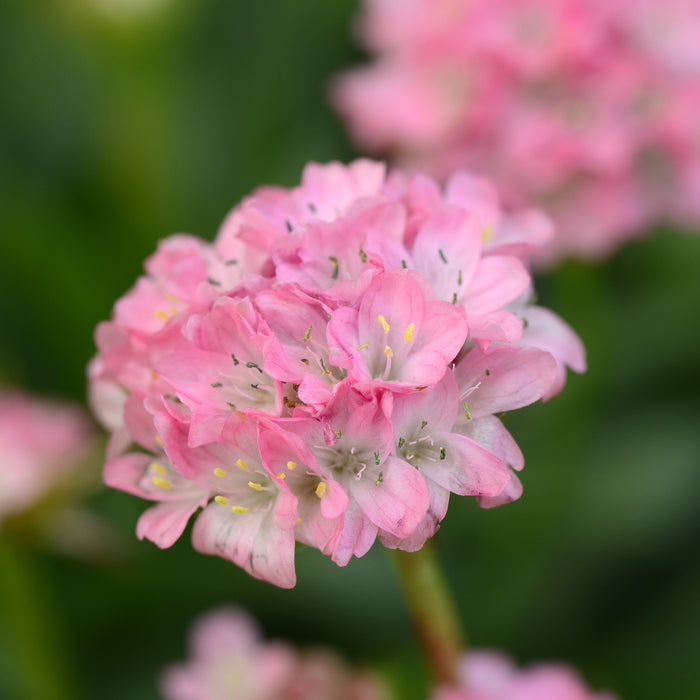 Armeria Daydream #1