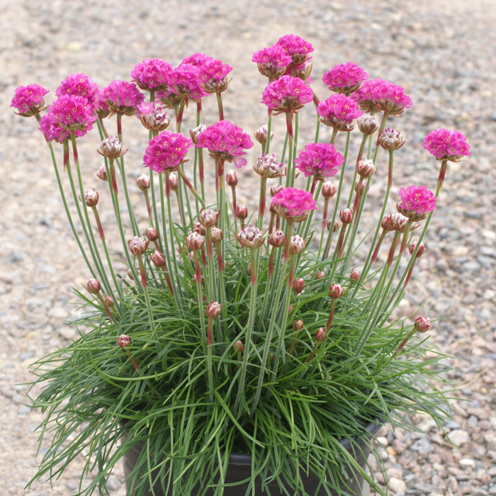 Armeria maritima splendens #1