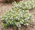 Aronia m Low Scape Mound #3