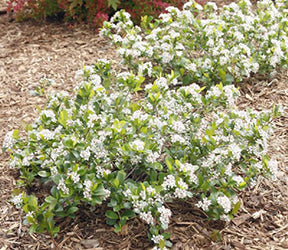 Aronia m Low Scape Mound #3