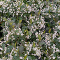 Aronia m Low Scape Snowfire #3