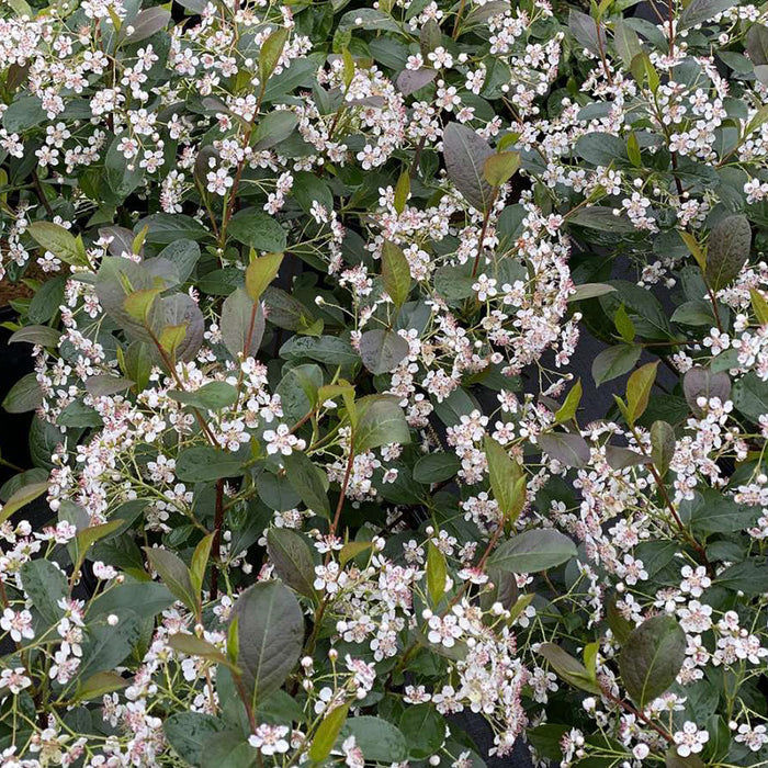 Aronia m Low Scape Snowfire #3