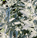 Artemisia GardenGhost #1