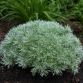 Artemisia Silver Mound 1 qt
