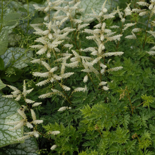 Aruncus aethusifolius #1