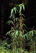 Arundinaria gigantea Cl #2