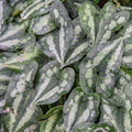 Asarum splendens #1