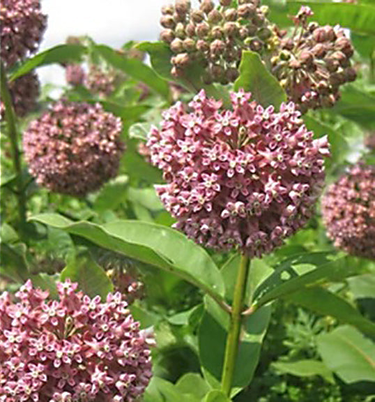 Asclepias syriaca #1