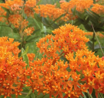 Asclepias tuberosa #1