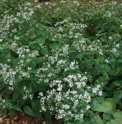 Aster divaricatus #1