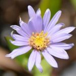 Aster laevis #1