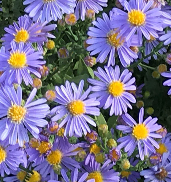 Aster laevis Bluebird #1