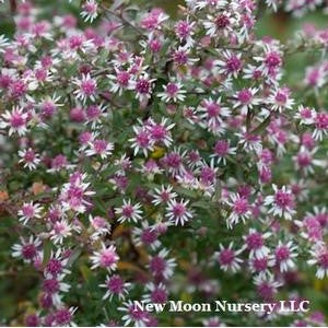 Aster lateriflorus #1