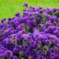 Aster novae-angliae Grape Crush #1