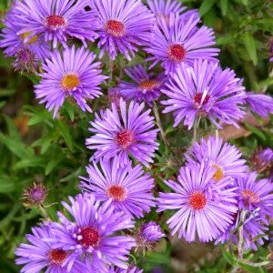 Aster novi-belgii #1