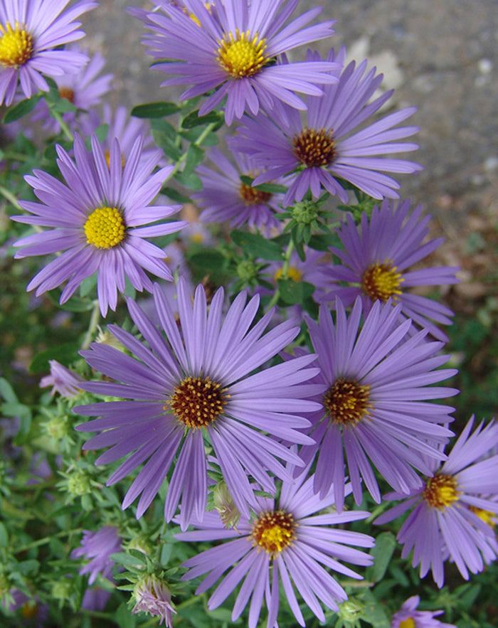 Aster oblongifolius October Skies #1