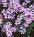 Aster oblongifolius Raydon's Favorite #1