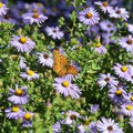 Aster oblongifolius Twilight Sky #1