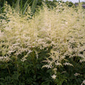Astilbe Bridal Veil #1