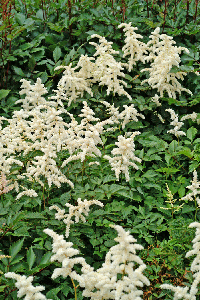 Astilbe Deutschland #1