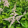 Astilbe Fireworks Pink #1