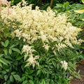 Astilbe Fireworks White #1