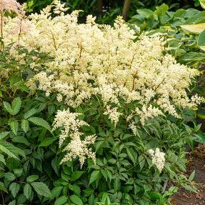 Astilbe Fireworks White #1