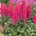 Astilbe Lowlands Ruby Red #1
