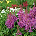 Astilbe Visions #1
