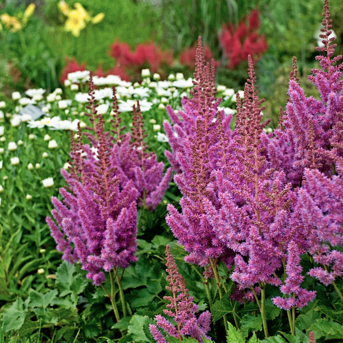 Astilbe Visions #1