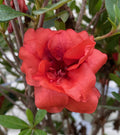 Azalea Bloom-a-Thon Coral #3