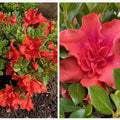 Azalea Bloom-a-Thon Firebrick Fame #3