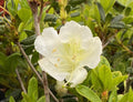 Azalea Bloom-a-Thon Pearl #3