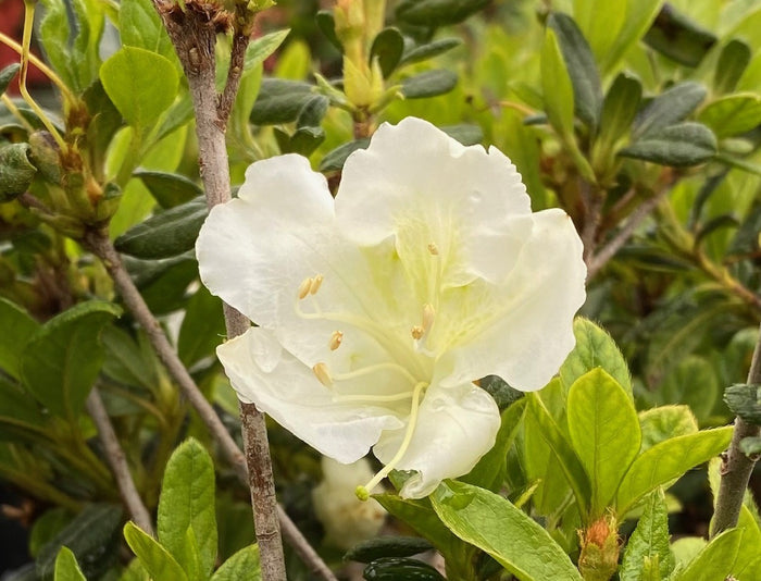 Azalea Bloom-a-Thon Pearl #3