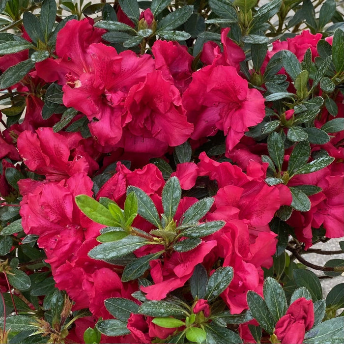 Azalea Bloom-A-Thon Red #3