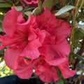 Azalea Bloom-A-Thon Red Magnificence #2
