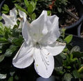 Azalea Bloom-A-Thon White #3