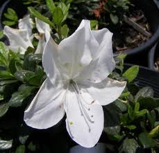 Azalea Bloom-A-Thon White #3