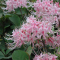 Azalea Camilla's Blush #3