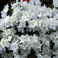 Azalea Delaware Valley #3
