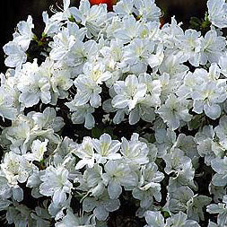 Azalea Delaware Valley #3
