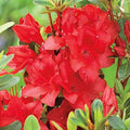Azalea EL Red #2