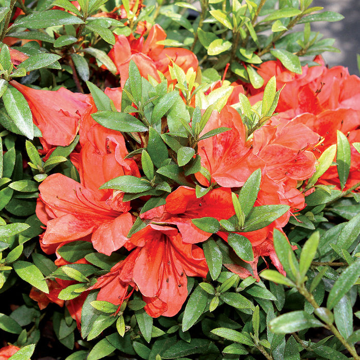 Azalea Flame Creeper #3