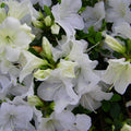 Azalea Girard's Pleasant White #3